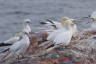 Photo ID: 066042, Gannets (134Kb)