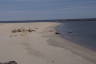 Photo ID: 066174, Seals on the beach (100Kb)
