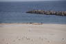 Photo ID: 066178, More seals in the distance (132Kb)