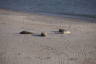 Photo ID: 066179, Seals on the S�dstrand (158Kb)