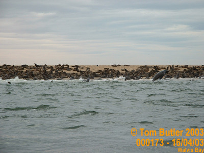 Photo ID: 000173, Kyaking with seals, Walvis Bay, Namibia