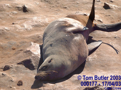 Photo ID: 000177, Seal sunning itself, Cape Cross, Namibia