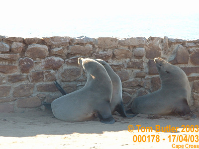 Photo ID: 000178, More seals, Cape Cross, Namibia