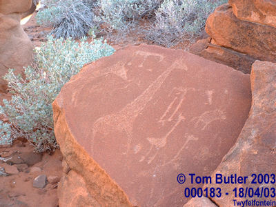Photo ID: 000183, Rock carvings, Twyfelfontein, Namibia