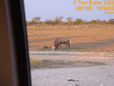 Photo ID: 000188, Wilderbeast and Springbok just at the entrance to Etosha National Park, Etosha, Namibia