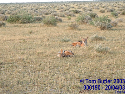 Photo ID: 000190, Two Jackals settle down for a long morning, Etosha, Namibia