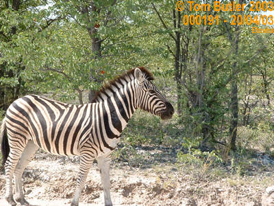 Photo ID: 000191, Zebra by the side of the road, Etosha, Namibia