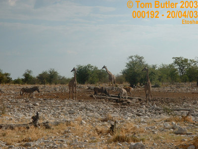 Photo ID: 000192, Giraffe and Zebra at a watering hole, Etosha, Namibia