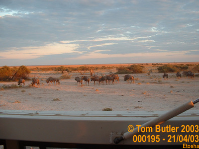 Photo ID: 000195, Early morning commute to work, Etosha style, Etosha, Namibia