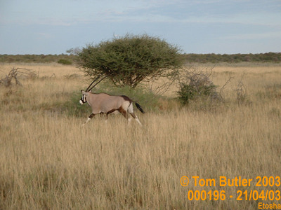 Photo ID: 000196, An Oryx on the move, Etosha, Namibia