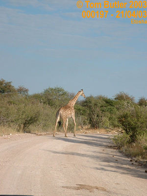 Photo ID: 000197, Giraffe Crossing, Etosha, Namibia