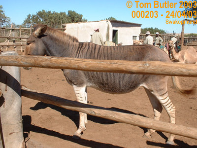 Photo ID: 000203, Zeedonk at the camel farm, Swakopmund, Namibia