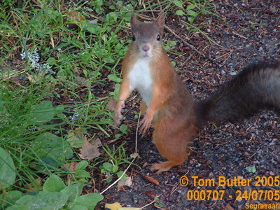 Photo ID: 000707, Finnish wildlife - a red squirrel, Seurasaai, Finland