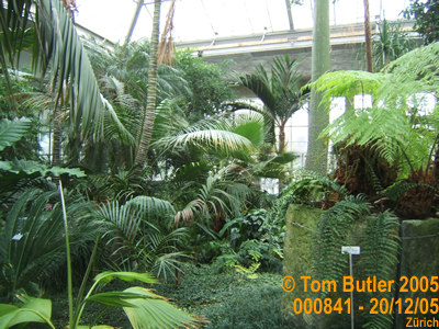 Photo ID: 000841, Inside the palm house at the Stadtgarten, Zurich, Switzerland