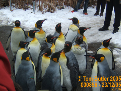 Photo ID: 000856, The penguins go for a walk, Zurich, Switzerland