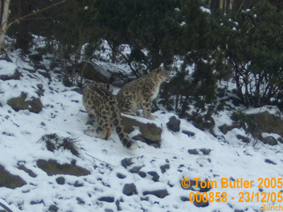Photo ID: 000858, Snow Leopards, at home in the snow, Zurich, Switzerland