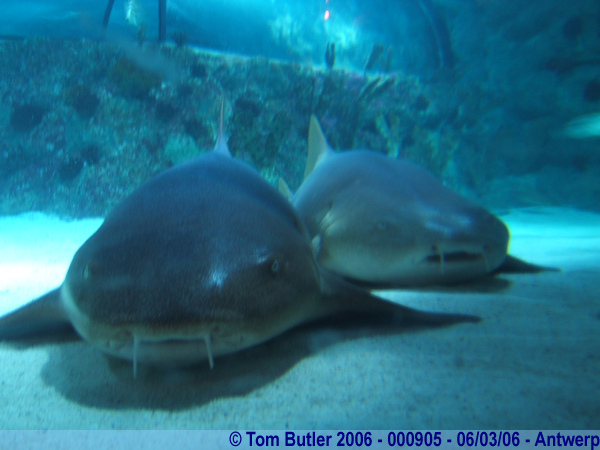 Photo ID: 000905, In the shark tunnel at Aquatopia, Antwerp, Belgium