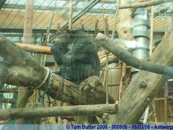 Photo ID: 000906, A bored chimp, Antwerp, Belgium