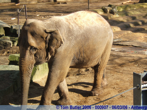 Photo ID: 000907, A depressed elephant, Antwerp, Belgium