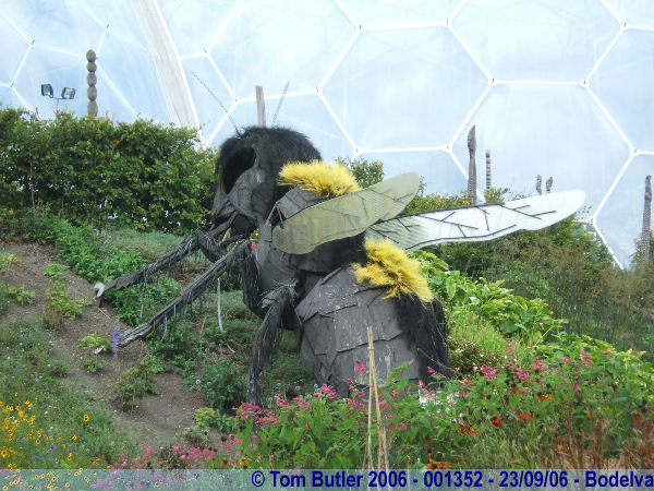 Photo ID: 001352, Eden projects minor wasp problem, Bodelva, Cornwall