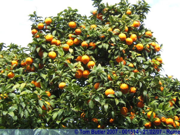 Photo ID: 001514, Oranges ripening in the late winter sun, Rome, Italy