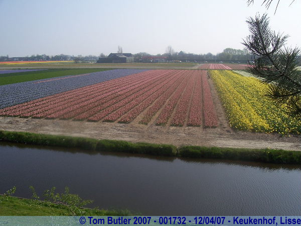 Photo ID: 001732, Looking across the bulb fields, Keukenhof, Lisse, Netherlands