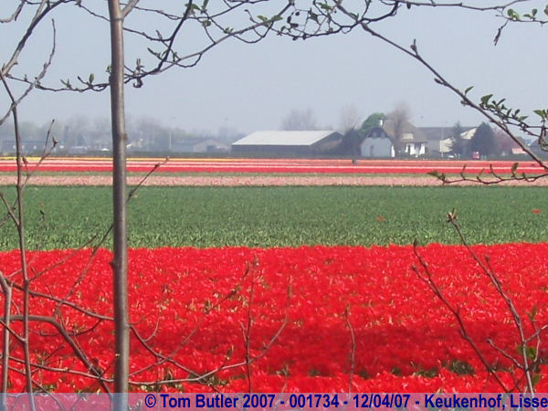 Photo ID: 001734, Looking across the bulb fields, Keukenhof, Lisse, Netherlands