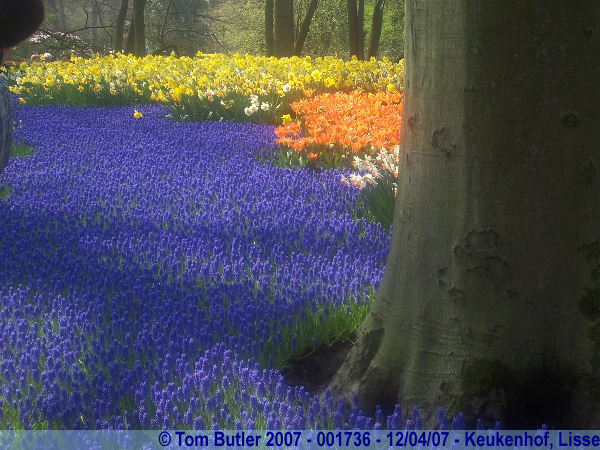 Photo ID: 001736, The flower gardens, Keukenhof, Lisse, Netherlands