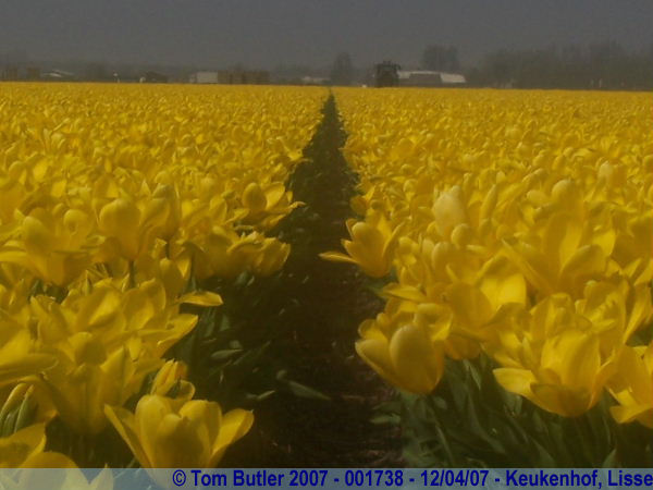 Photo ID: 001738, Yellow Tulips in a bulb field, Keukenhof, Lisse, Netherlands