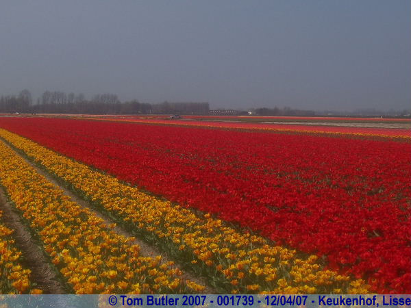 Photo ID: 001739, In the bulb fields, Keukenhof, Lisse, Netherlands