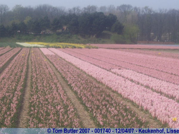 Photo ID: 001740, In the bulb fields, Keukenhof, Lisse, Netherlands