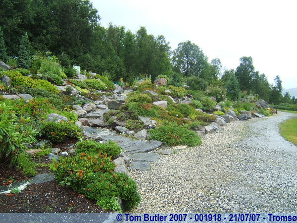 Photo ID: 001918, The botanical gardens, Troms, Norway