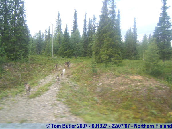 Photo ID: 001927, A family of Reindeer, after running across in front of the bus, Northern Finland, Finland