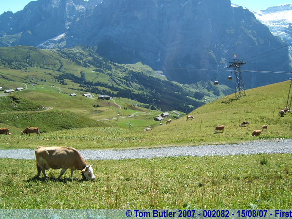 Photo ID: 002082, A typical Swiss scene!, First, Switzerland