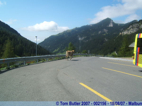 Photo ID: 002156, A cow wanders down the middle of an Alpine road, Malbun, Liechtenstein