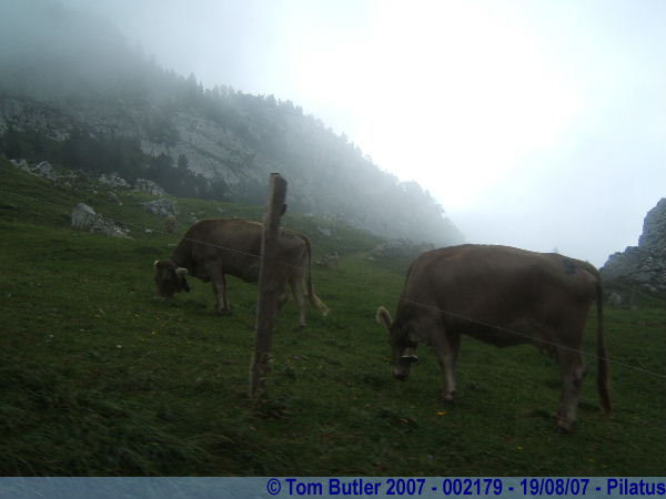 Photo ID: 002179, Heading towards the summit, past some damp looking cows, Pilatus, Switzerland