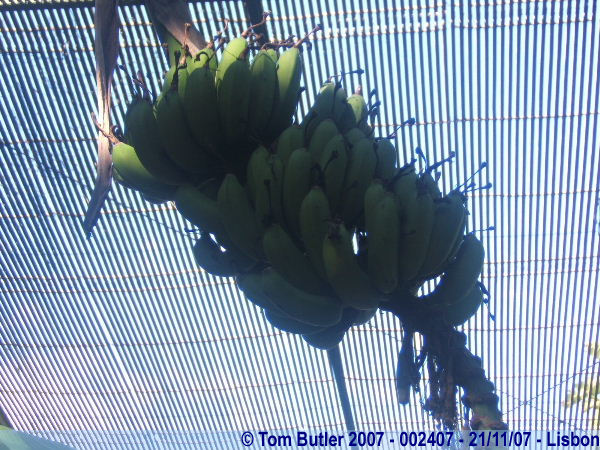 Photo ID: 002407, Bananas growing in the Estufa Fria, Lisbon, Portugal