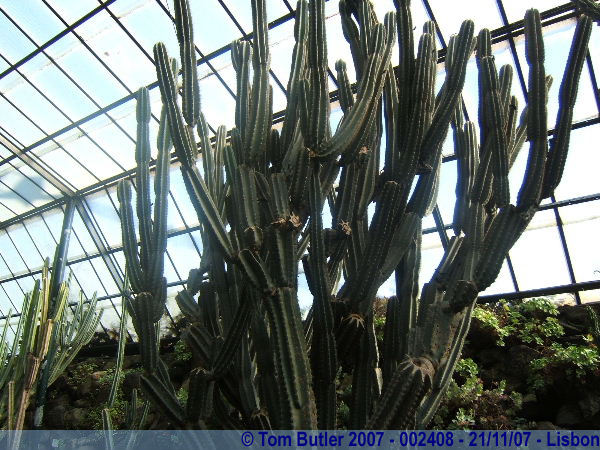 Photo ID: 002408, Cacti in the Botanical Gardens, Lisbon, Portugal