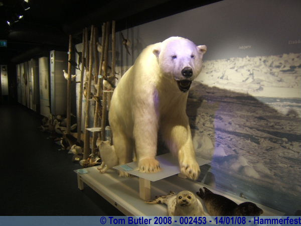 Photo ID: 002453, Inside the Royal and Ancient Polar Bear Society museum, Hammerfest, Norway