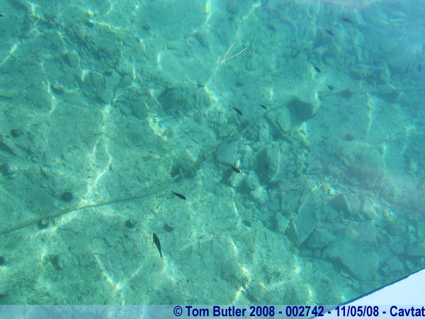 Photo ID: 002742, Fish in the crystal clear harbour, Cavtat, Croatia