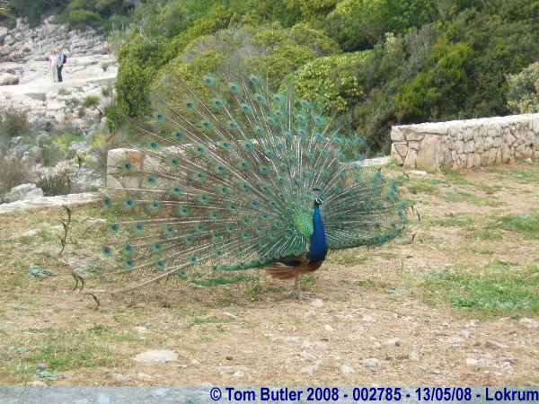 Photo ID: 002785, A peacock in the grounds of the monastery, Lokrum, Croatia