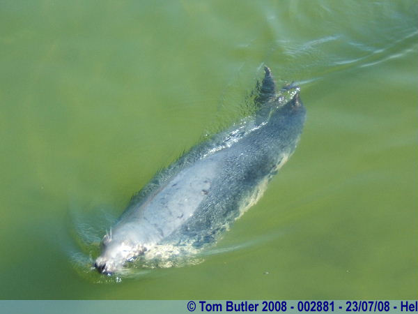 Photo ID: 002881, A Baltic grey seal in the aquarium, Hel, Poland