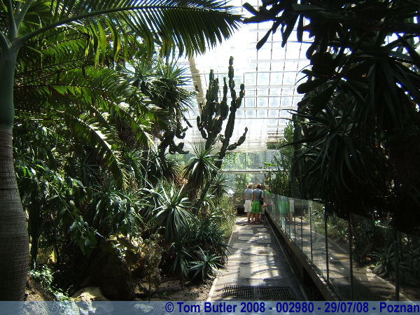 Photo ID: 002980, In the palm house, Poznan, Poland