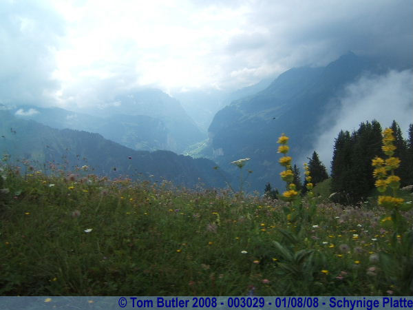 Photo ID: 003029, In an Alpine meadow, Schynige Platte, Switzerland