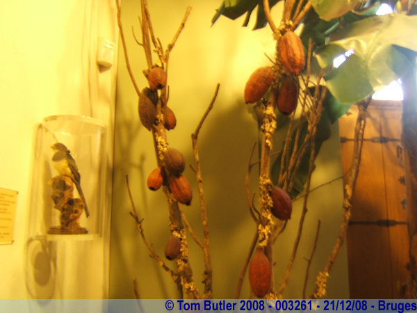 Photo ID: 003261, Cocoa beans in the Choco-Story museum, Bruges, Belgium