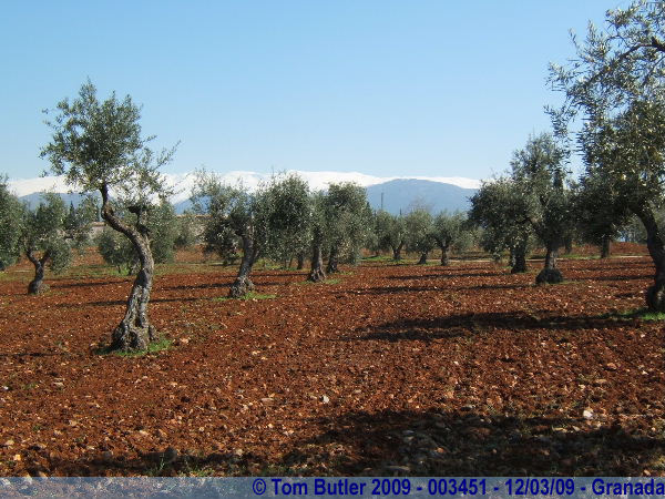 Photo ID: 003451, An olive grove above the Alhambra, Granada, Spain