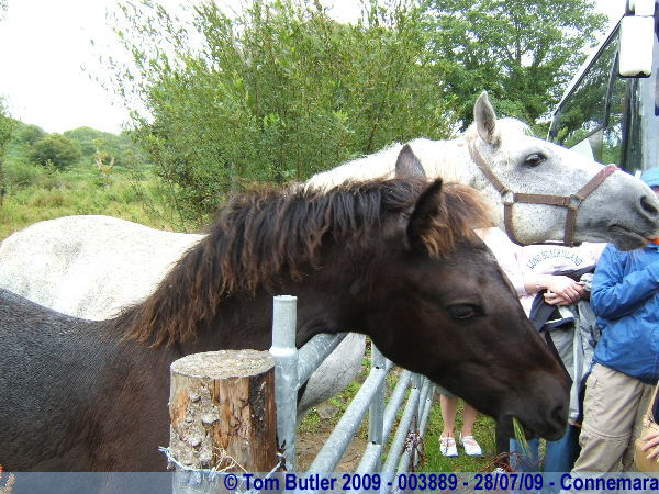 Photo ID: 003889, A Connemara Horse and it Foal taking advantage of tourists, Connemara, Ireland