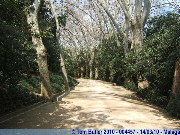 Photo ID: 004457, The tree-lined walk, Malaga, Spain