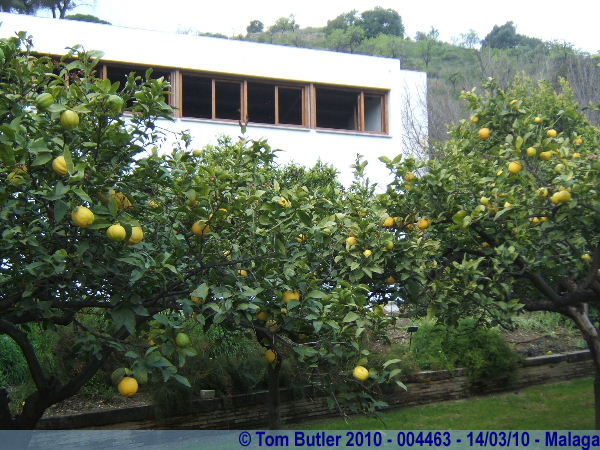 Photo ID: 004463, Trees heavy with ripening lemons, Malaga, Spain