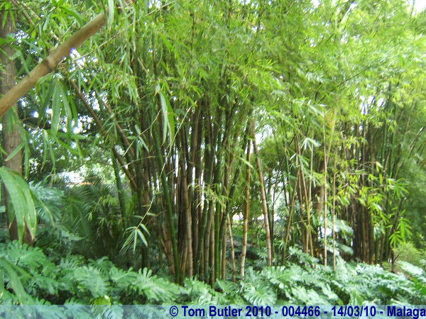 Photo ID: 004466, In the Bamboo Gardens, Malaga, Spain